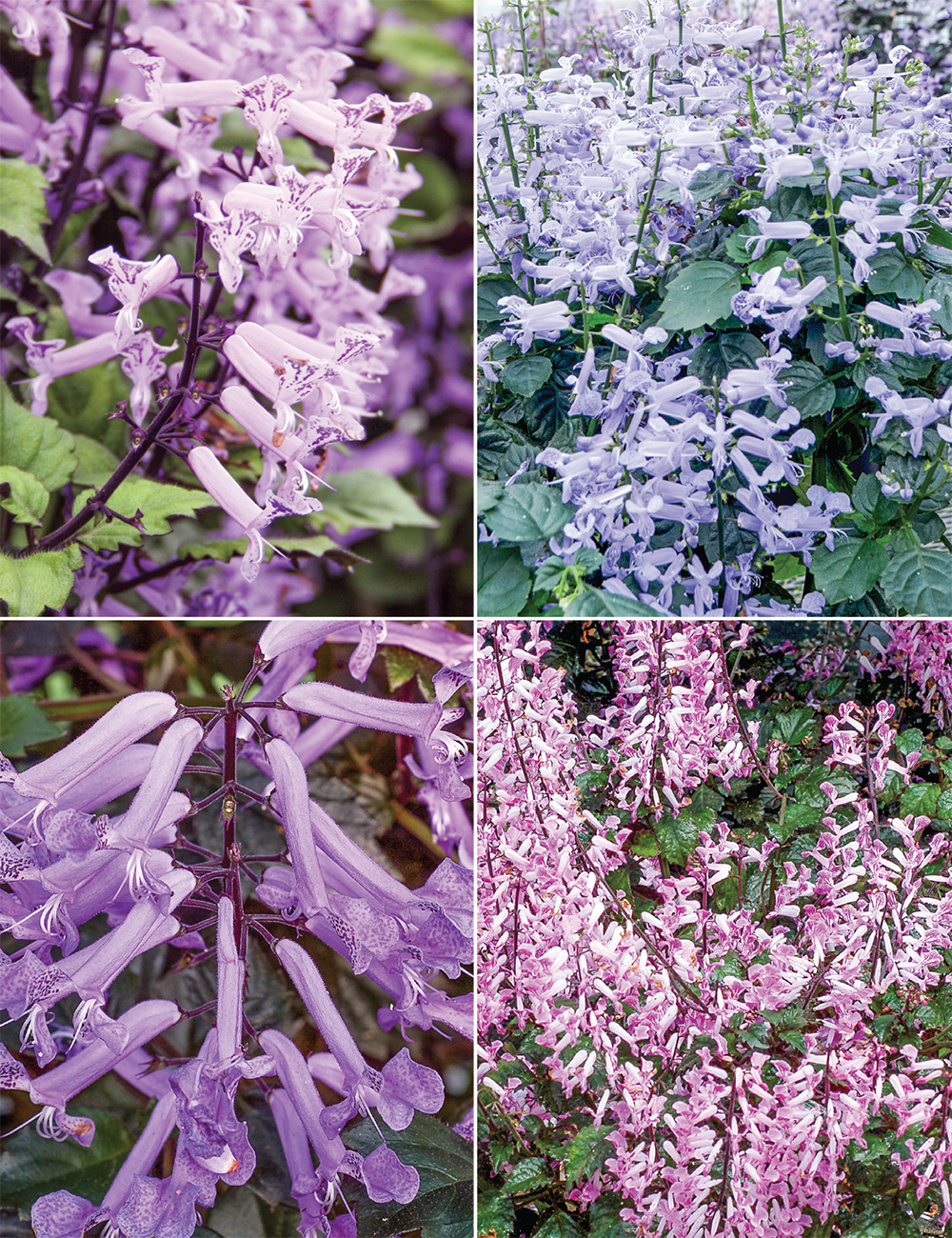 Plectranthus Collection
