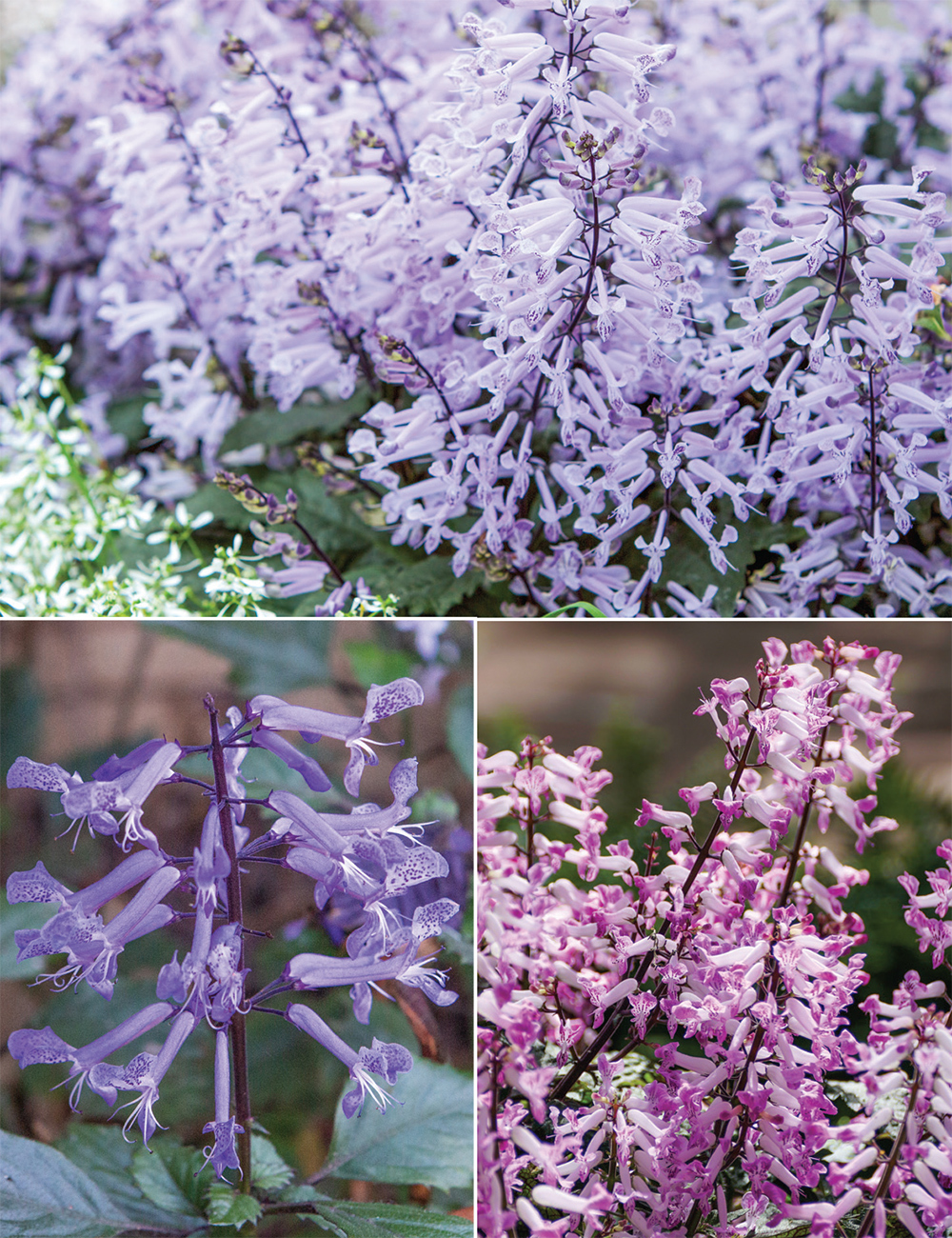 Plectranthus Collection