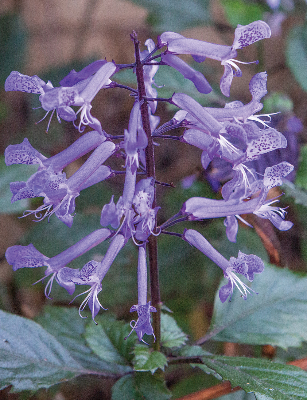 Plectranthus 'Velvet Diva'