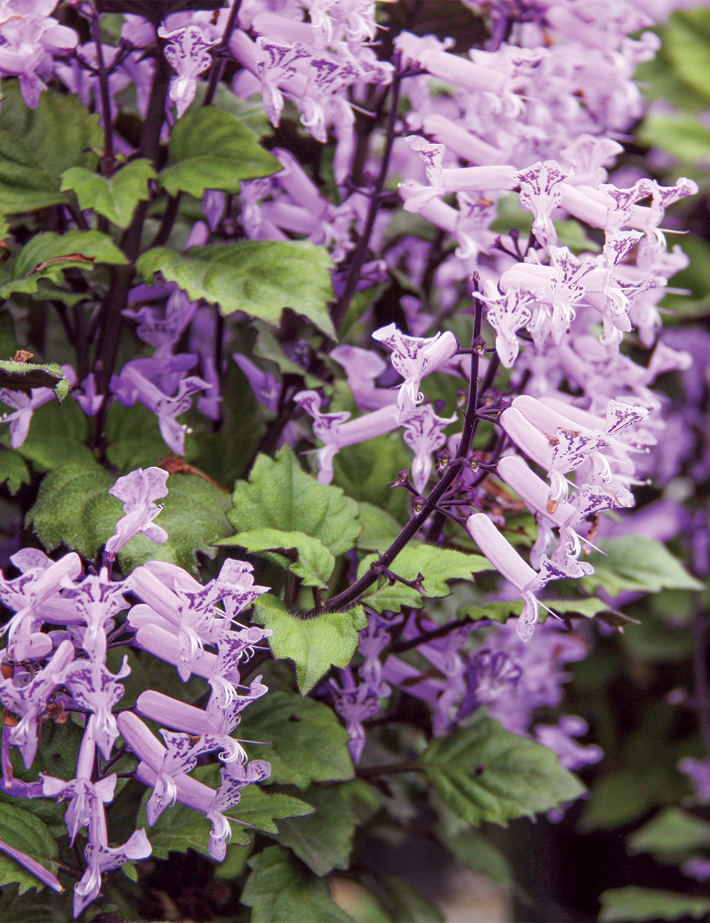 Plectranthus 'Velvet Elvis'