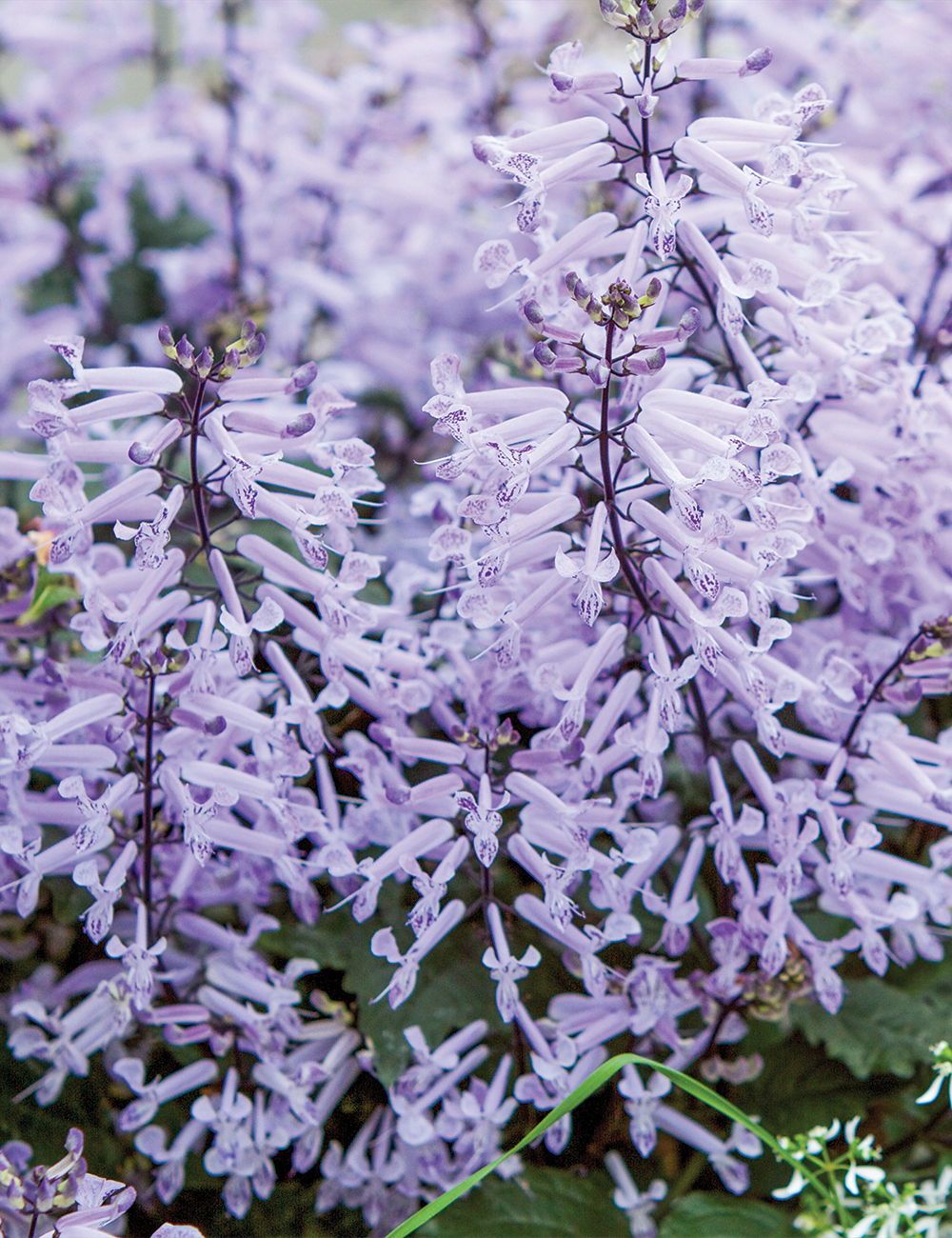 Plectranthus 'Velvet Idol'