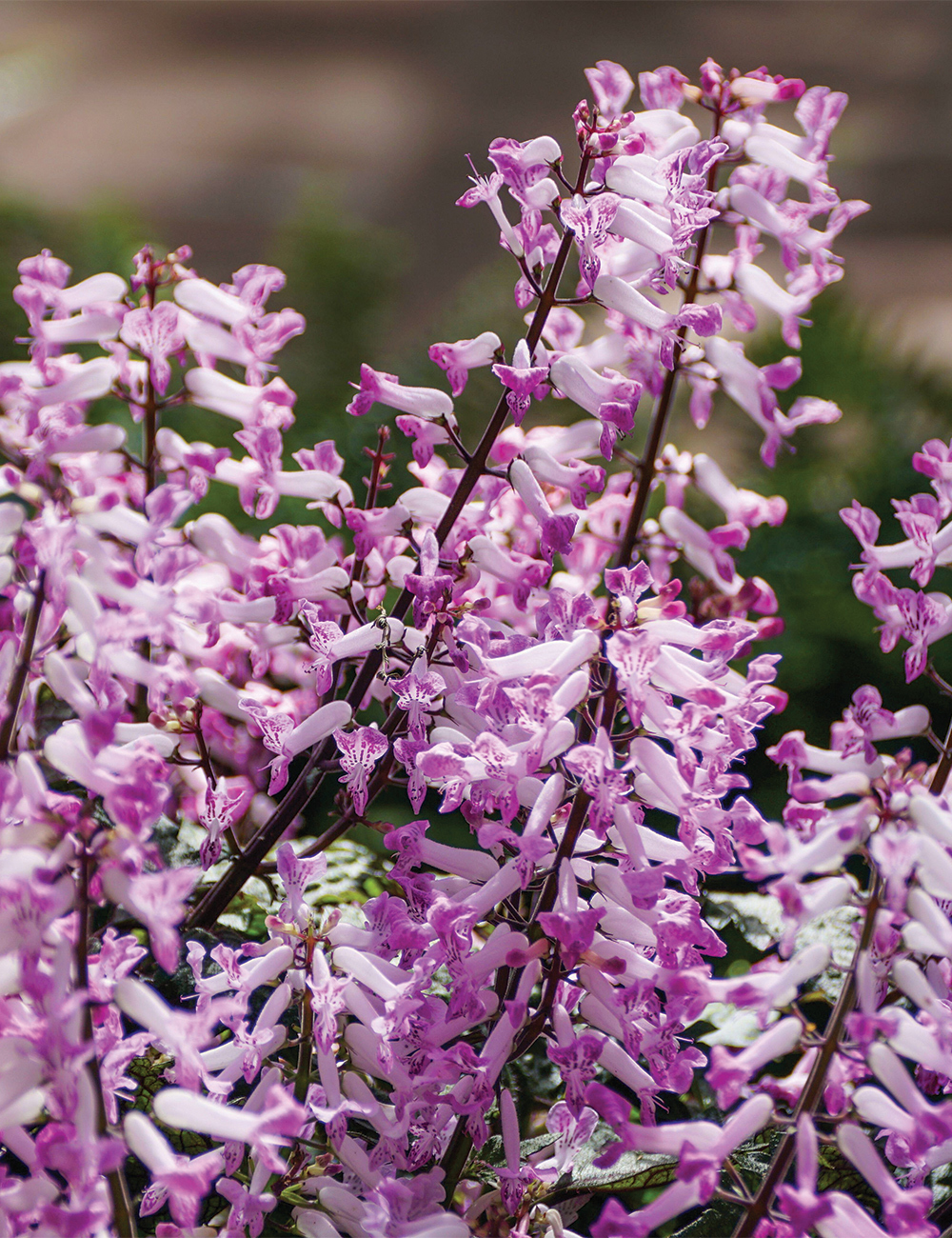 Plectranthus 'Velvet Lady'