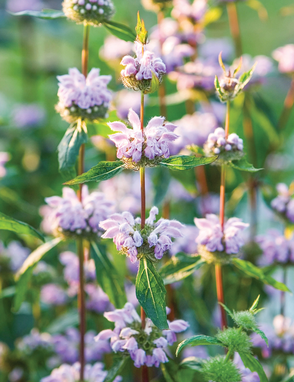 Jerusalem Sage