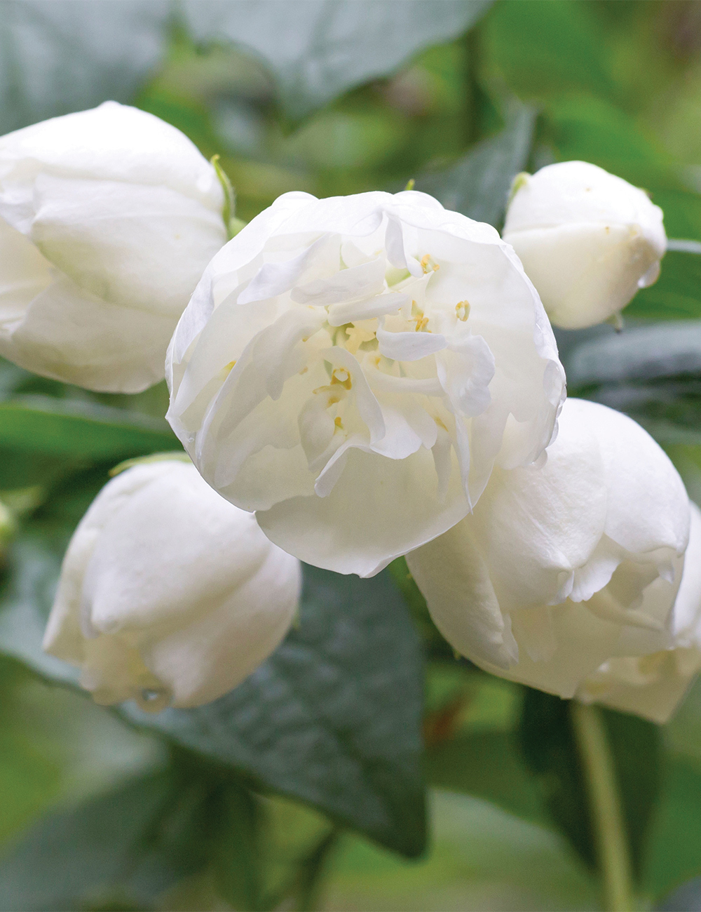 Philadelphus 'Virginal'