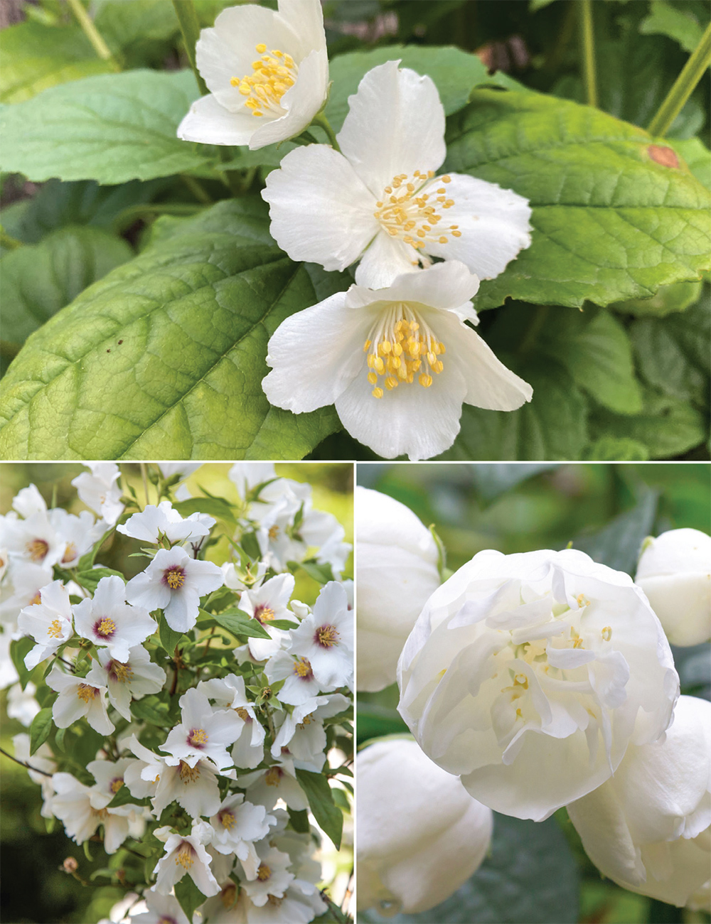 Philadelphus Collection