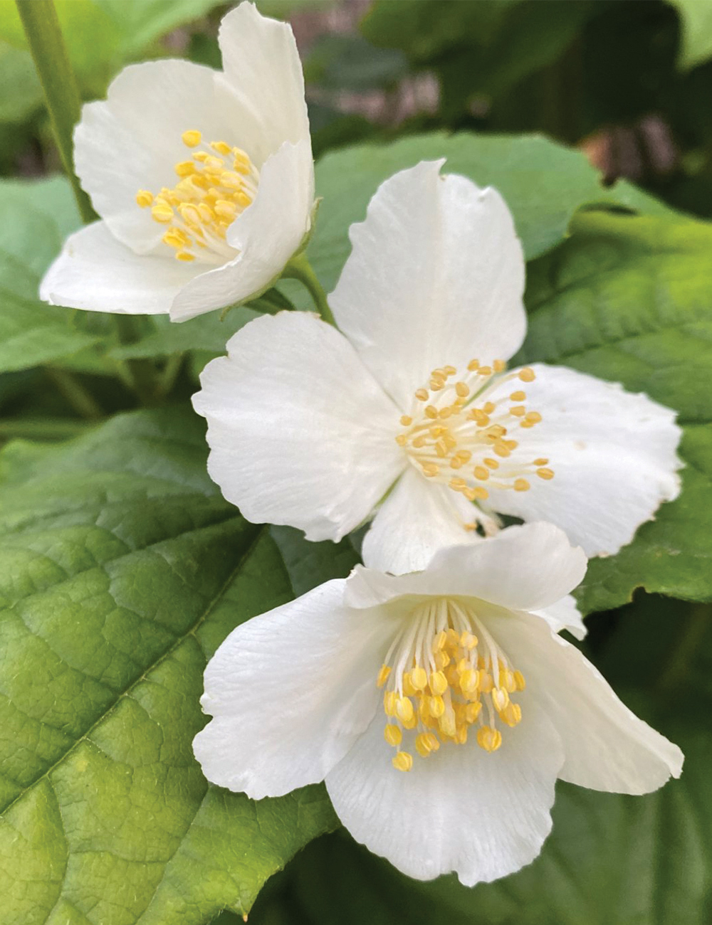 Philadelphus 'Mock Orange'