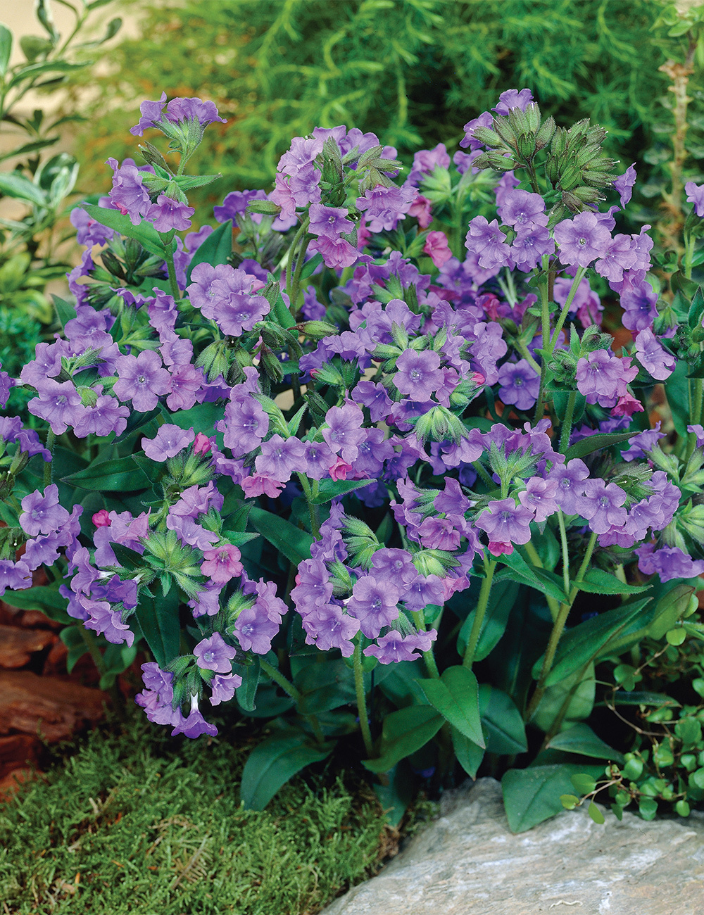 Pulmonaria 'Blue Ensign'