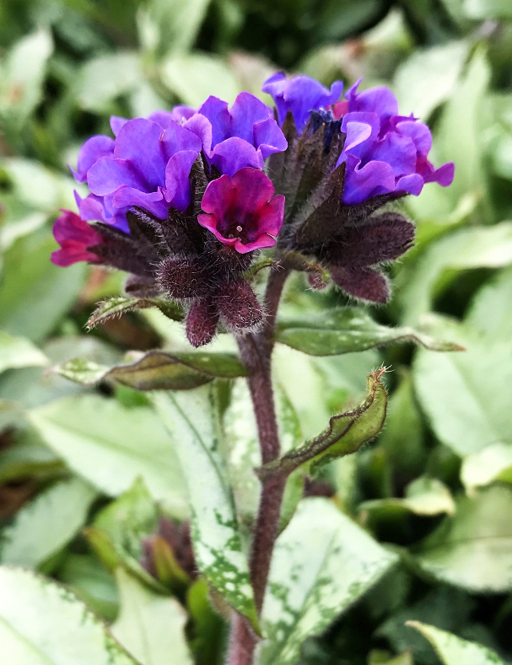 Pulmonaria 'Diana Clare'