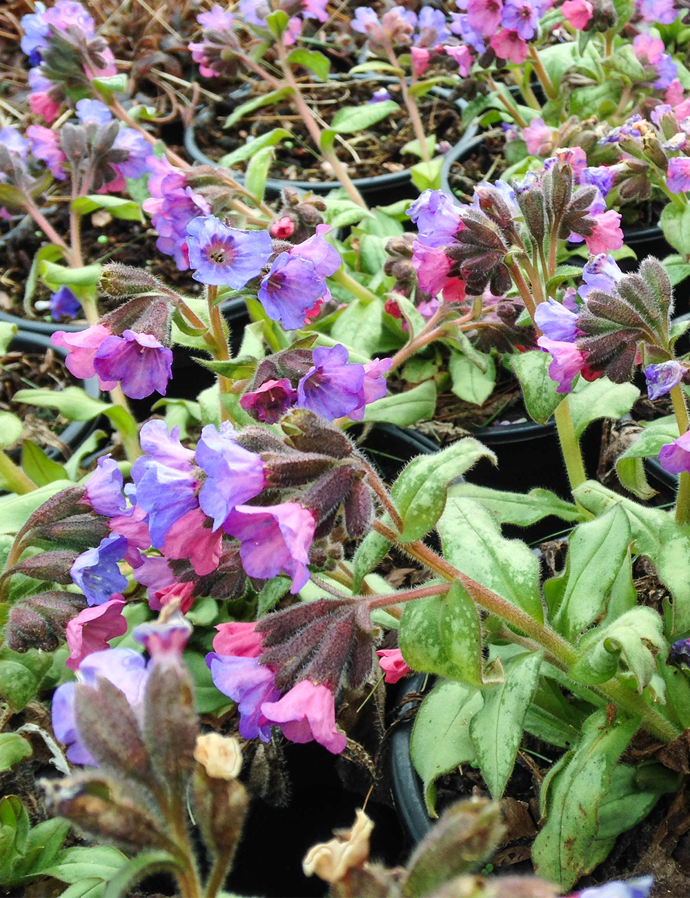 Pulmonaria 'Blake's Silver'