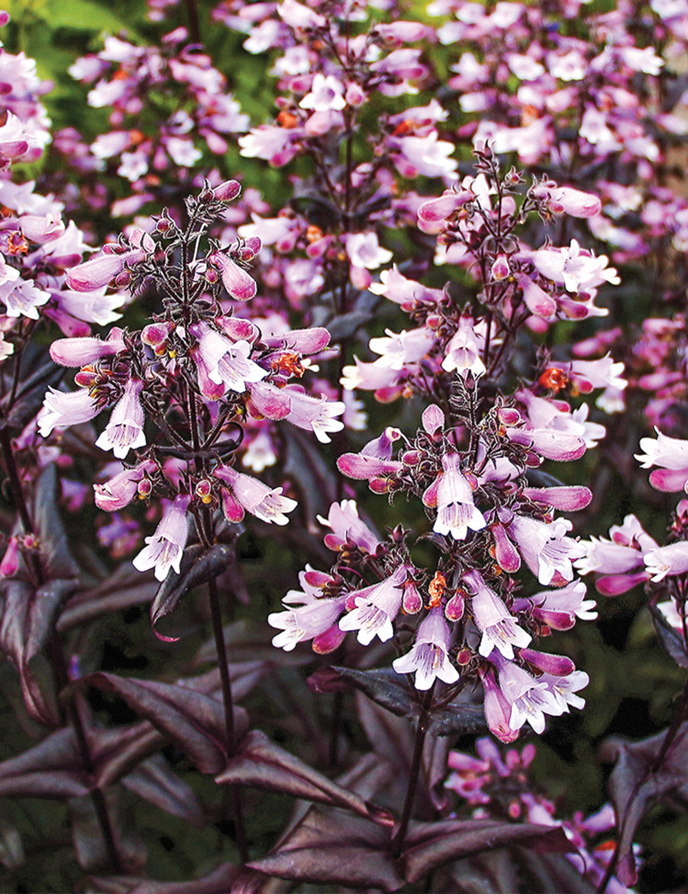 Penstemon 'Dakota Burgundy'