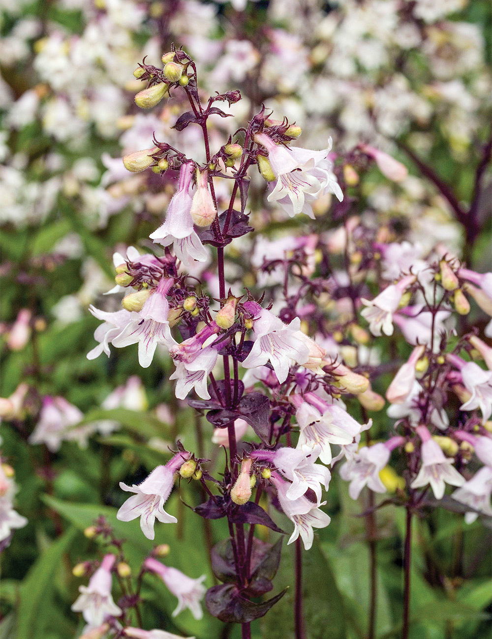 Penstemon 'Husker's Red'