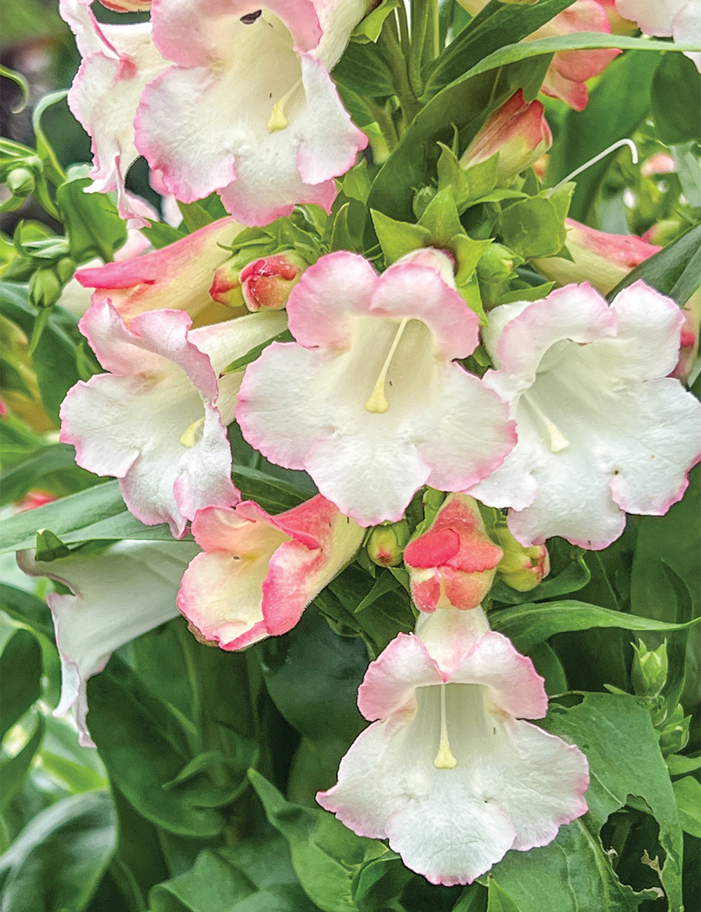 Phoenix Penstemon 'Apple Blossom'