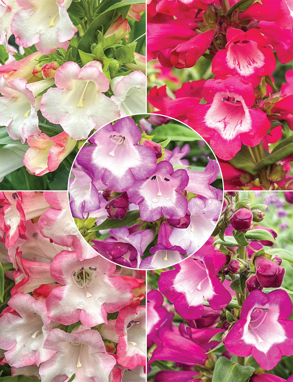 Phoenix Penstemon Collection