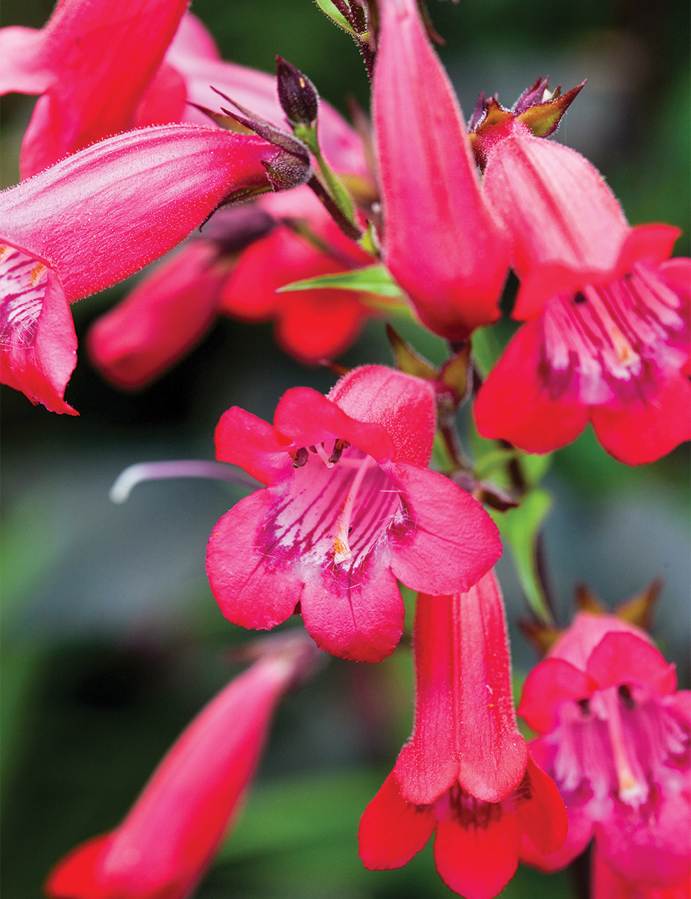 Penstemon 'Firebird'