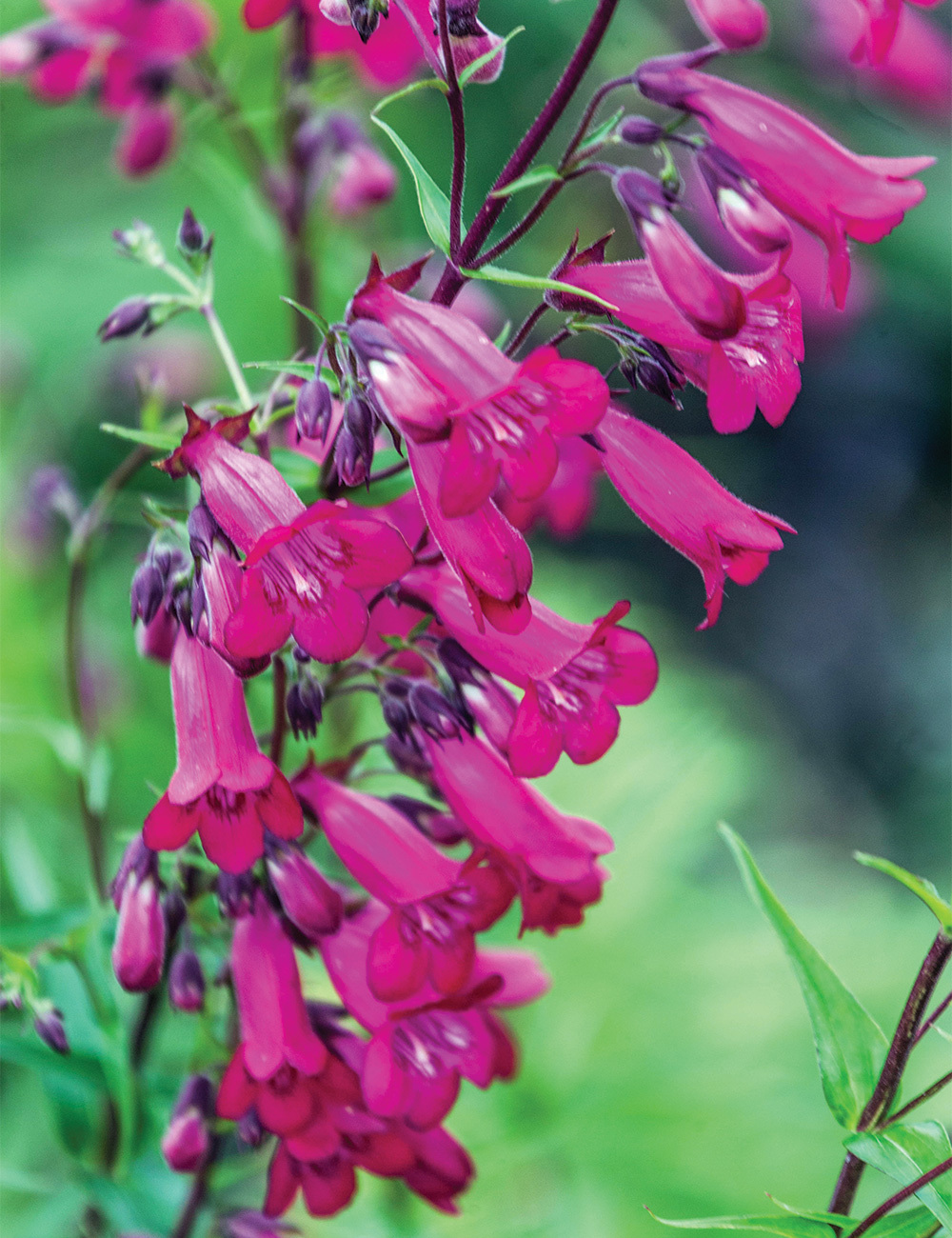 Penstemon 'Garnet'