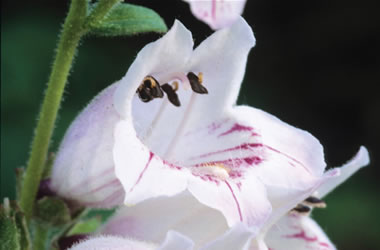 Penstemon Mother of Pearl