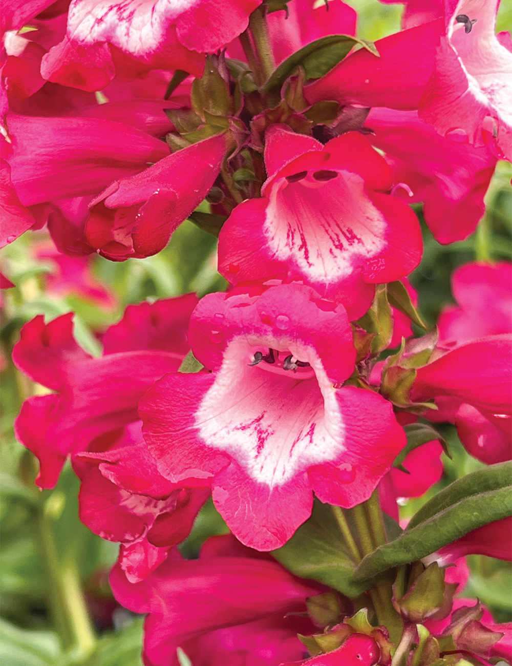 Phoenix Penstemon 'Magenta'