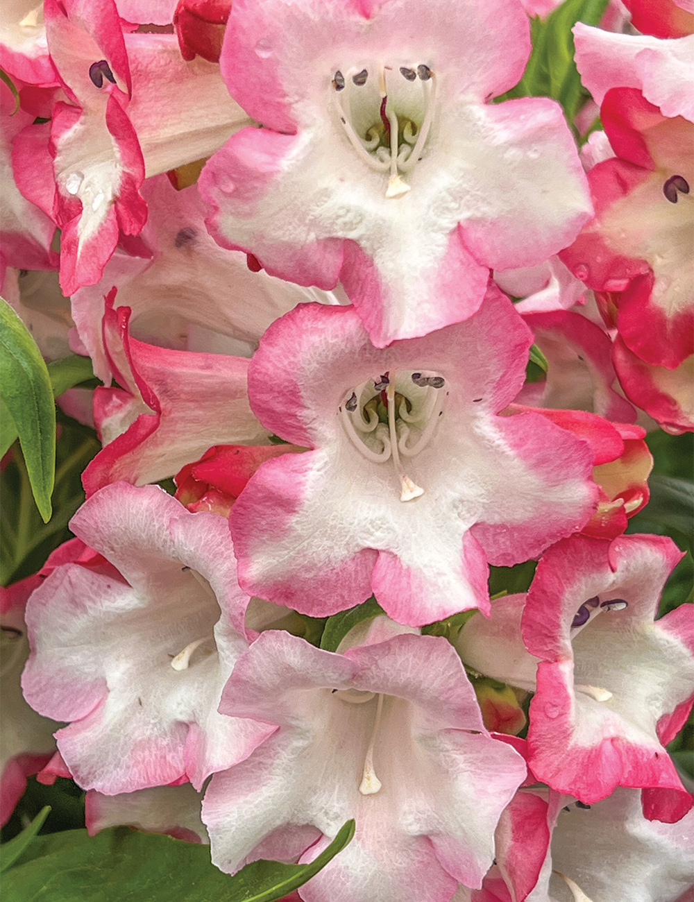 Phoenix Penstemon 'Pink'