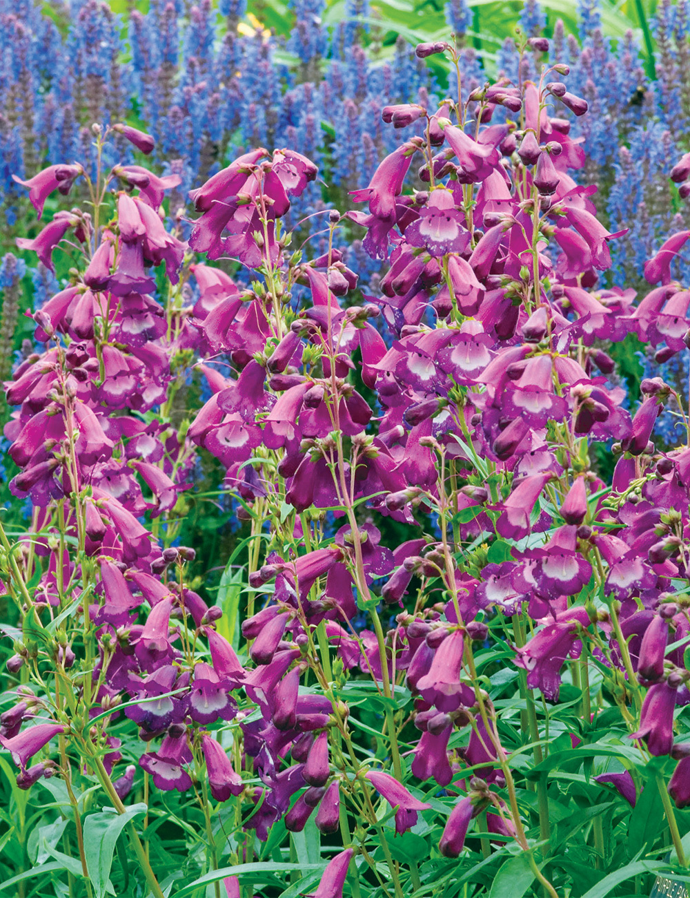 Penstemon 'Purple Passion'