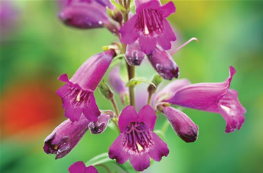Penstemon Port Wine