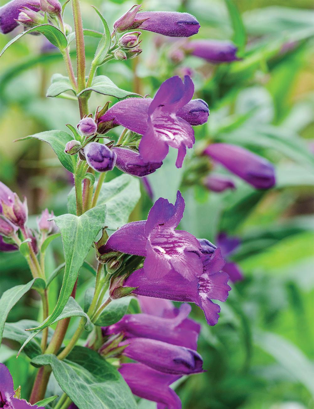 Penstemon 'Sour Grapes'