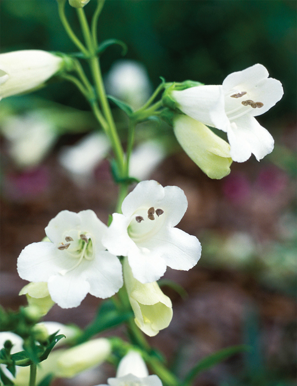 Penstemon 'Swan Lake'