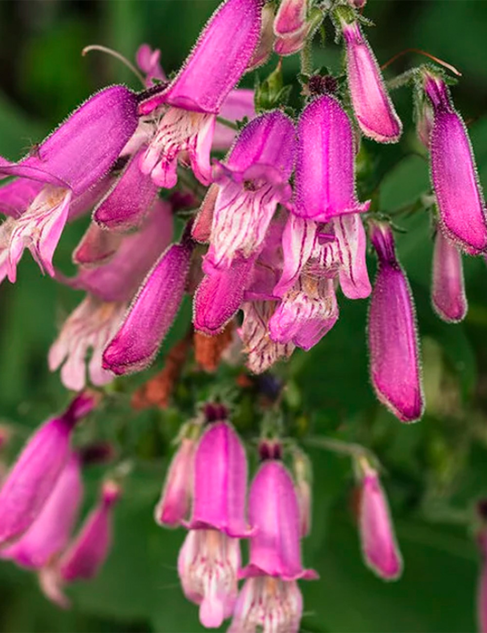 Penstemon Small's 'Beard Tongue'