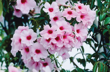 Pandorea Bower Vine