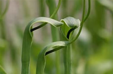 Pinellia Green Dragon
