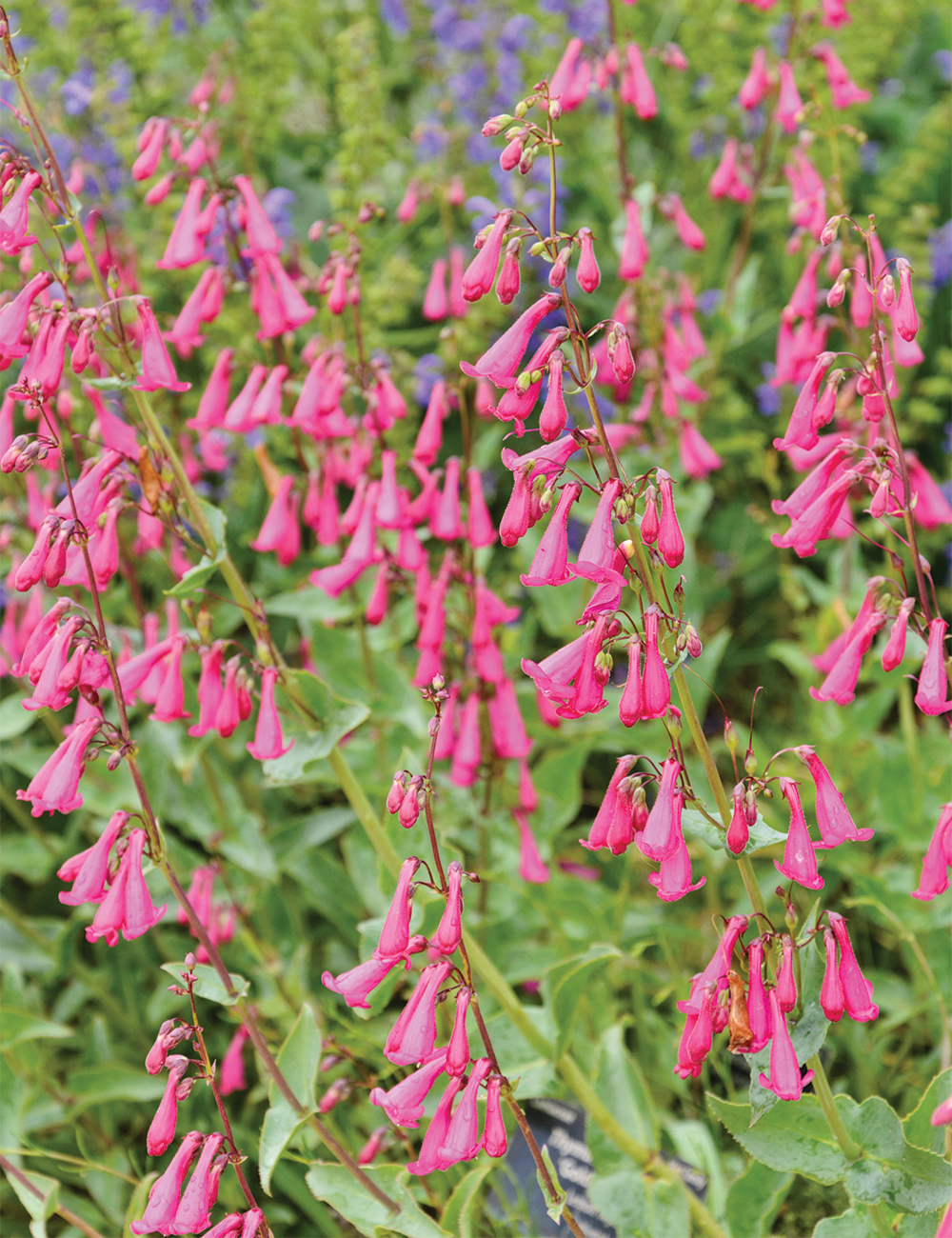 Penstemon Desert Penstemon