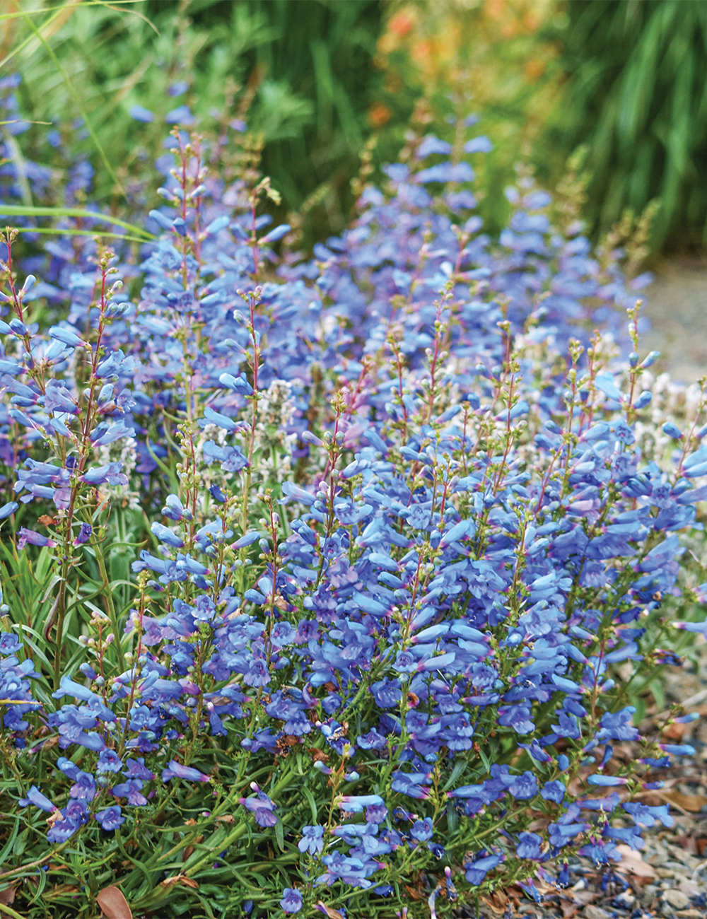 Penstemon 'Blue Springs'