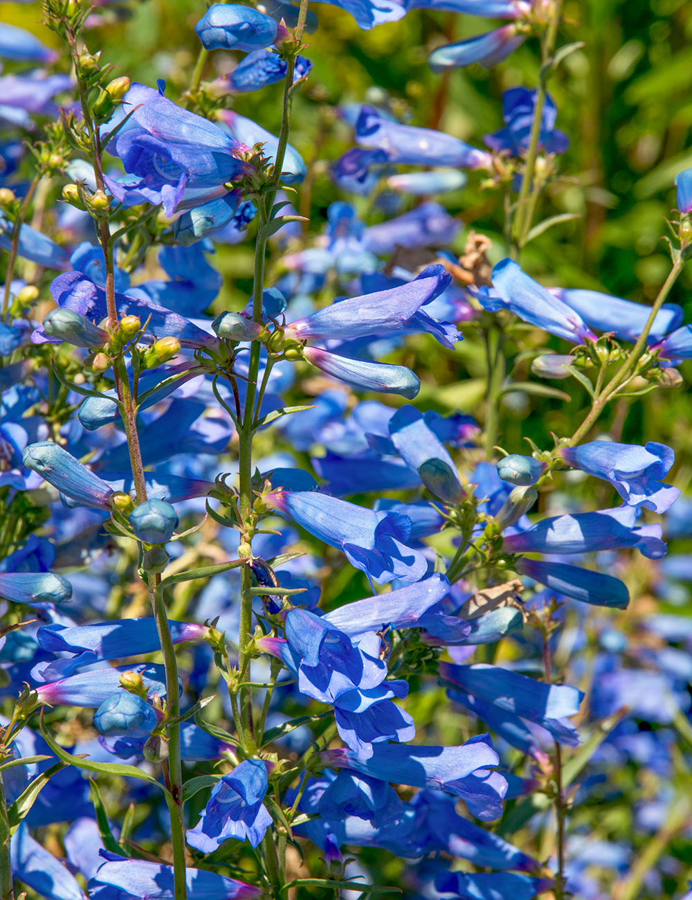 Penstemon Blue of Zurich