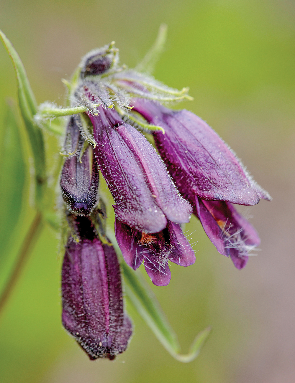 Penstemon Whipple's Penstemon