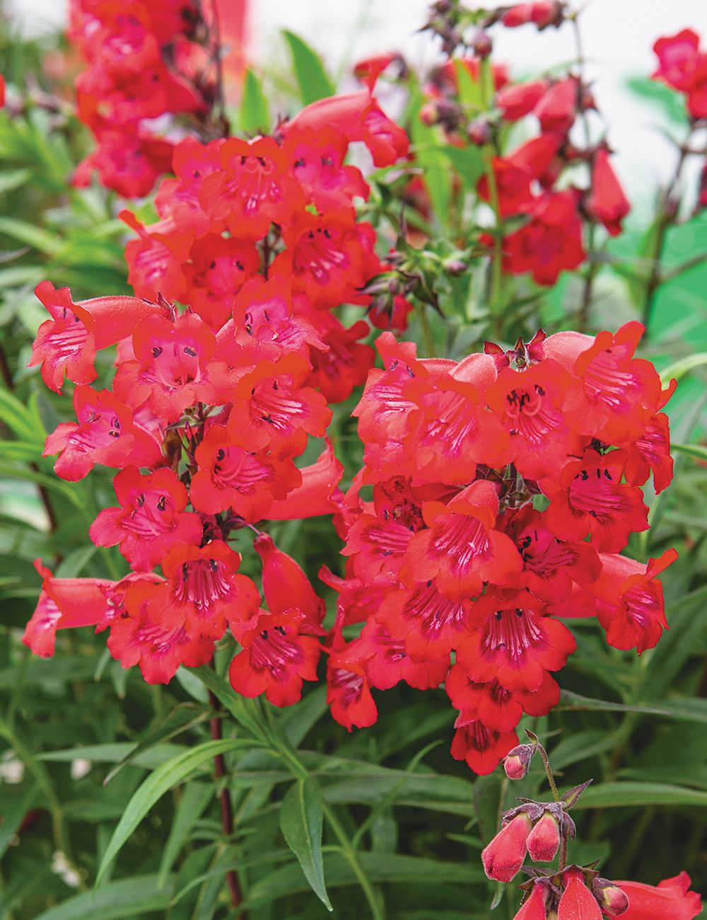 Penstemon 'Cha Cha Cherry'