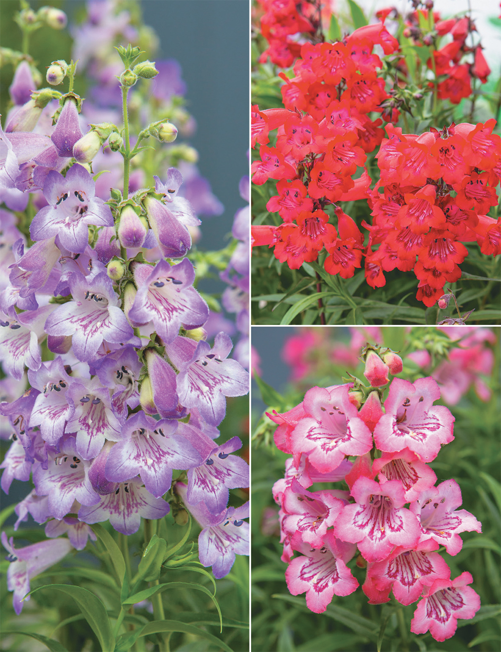 Penstemon Cha Cha (reduced) Collection