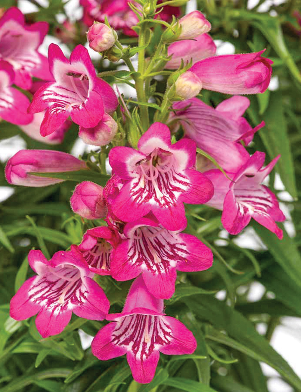 Penstemon 'Harlequin Magenta'