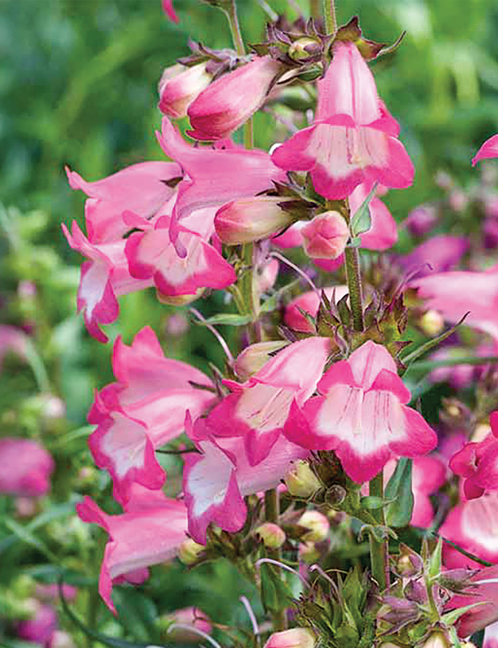 Penstemon 'Harlequin Pink'