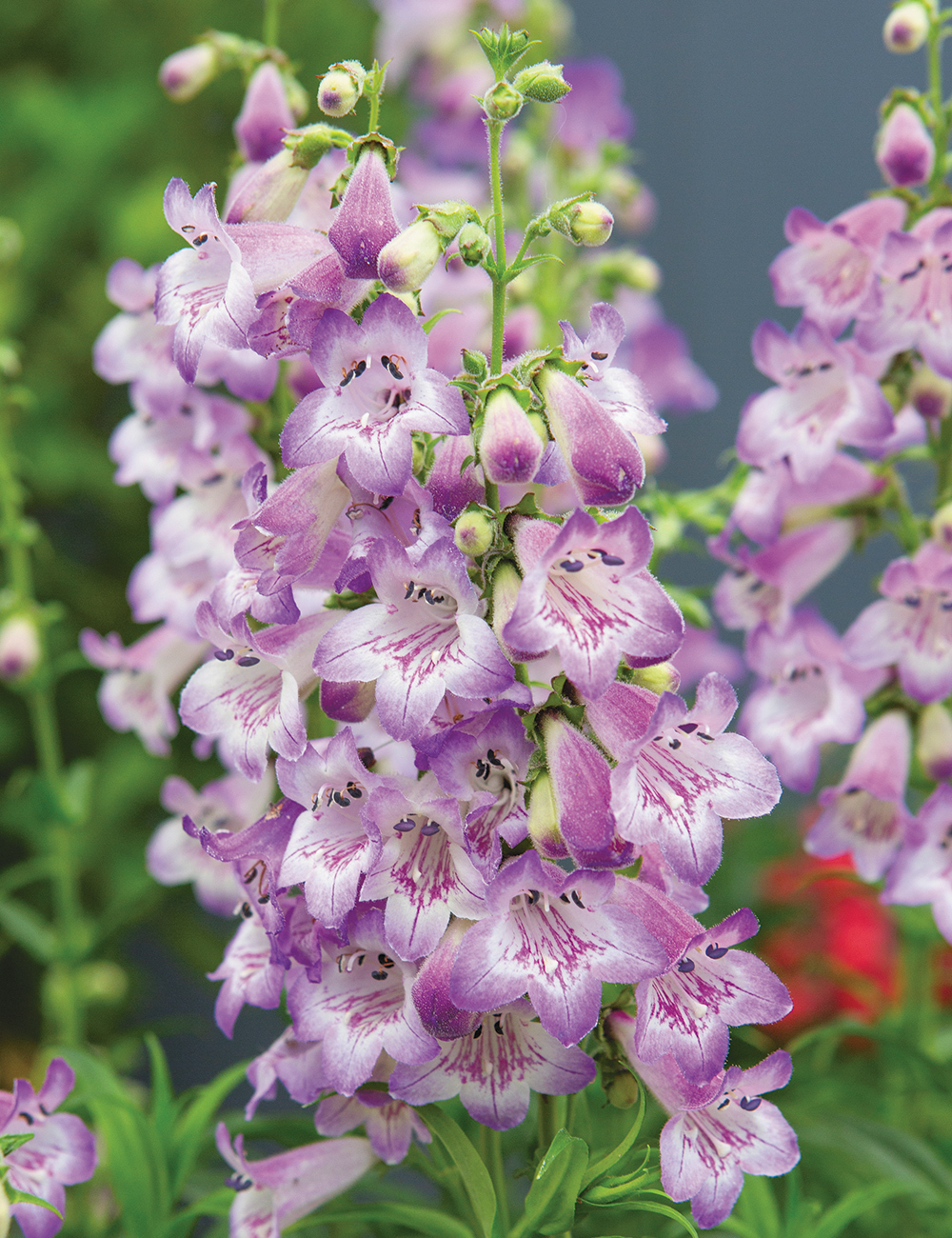 Penstemon Cha Cha Lavender