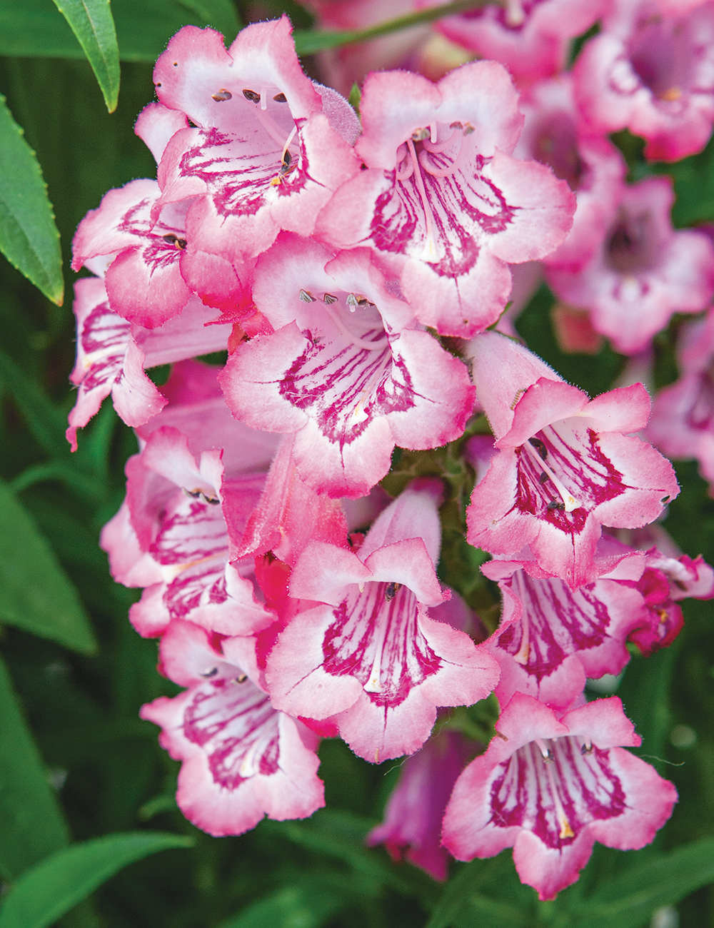 Penstemon 'Cha Cha Pink'