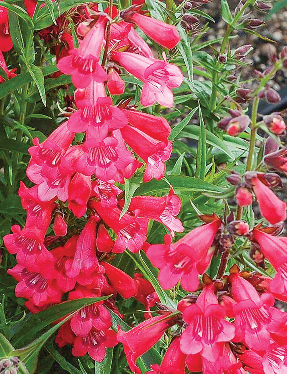 Penstemon 'Harlequin Red'