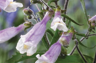 Hairy Penstemon