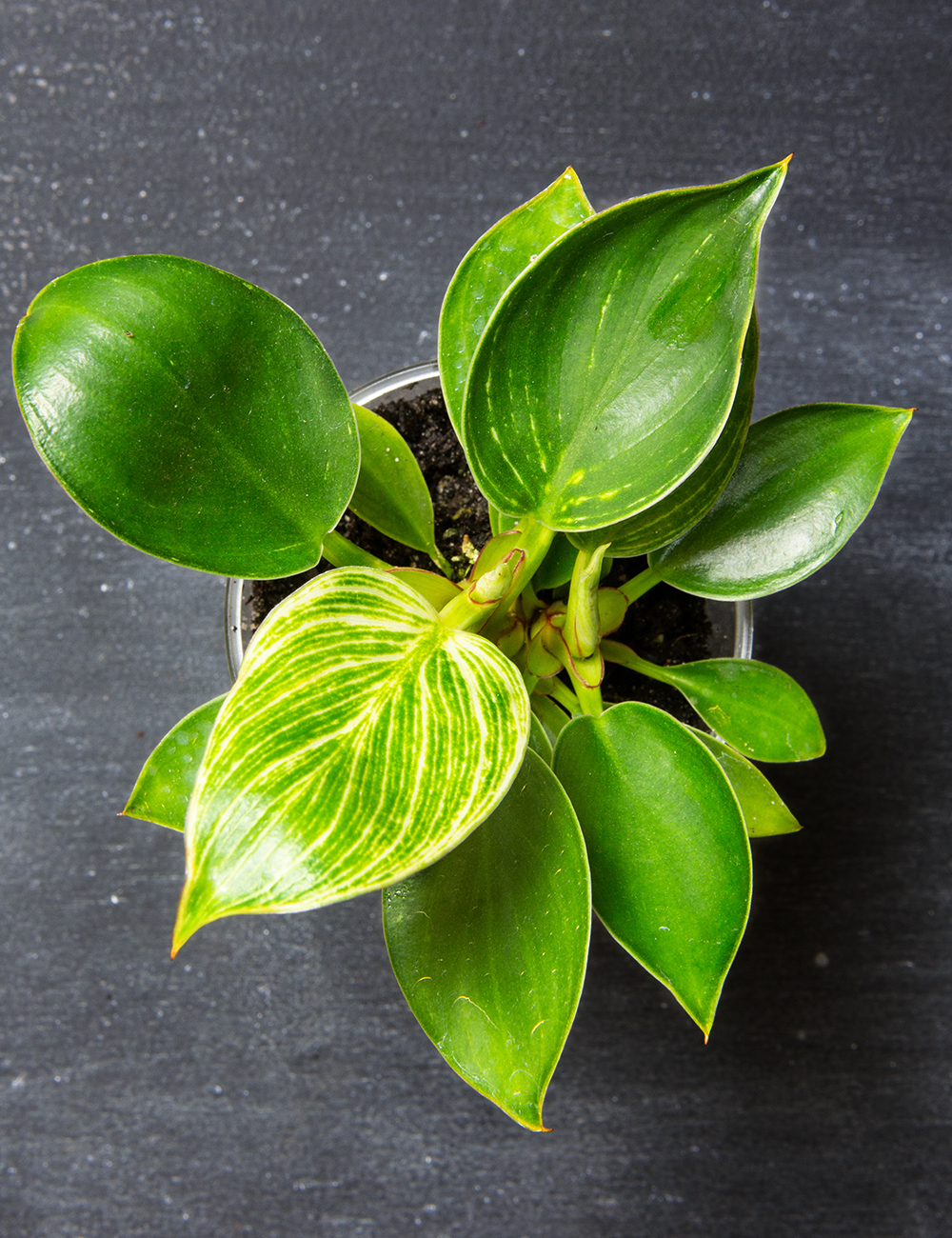 Philodendron Birkin