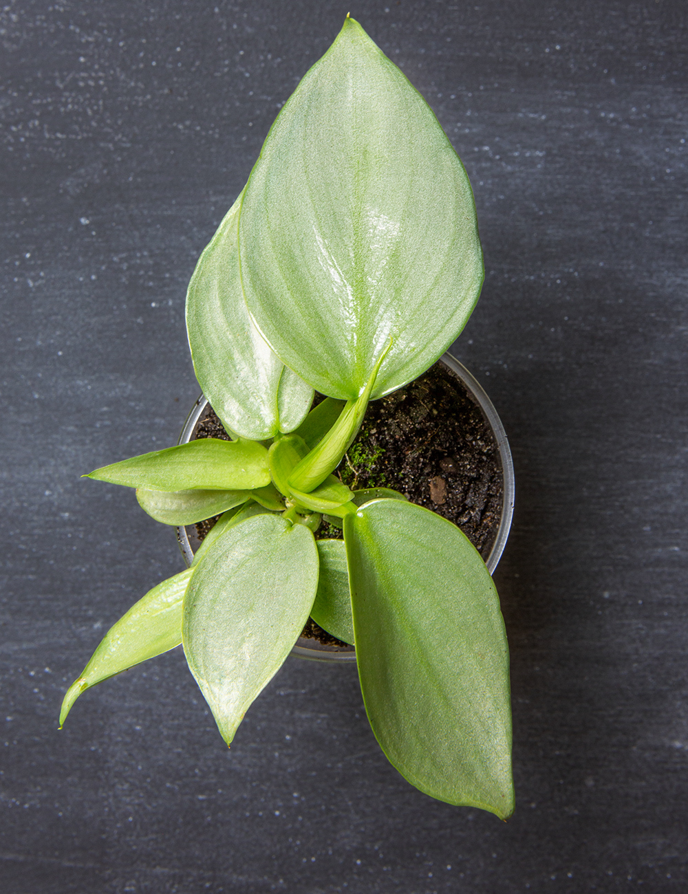 Philodendron 'Silver Sword'