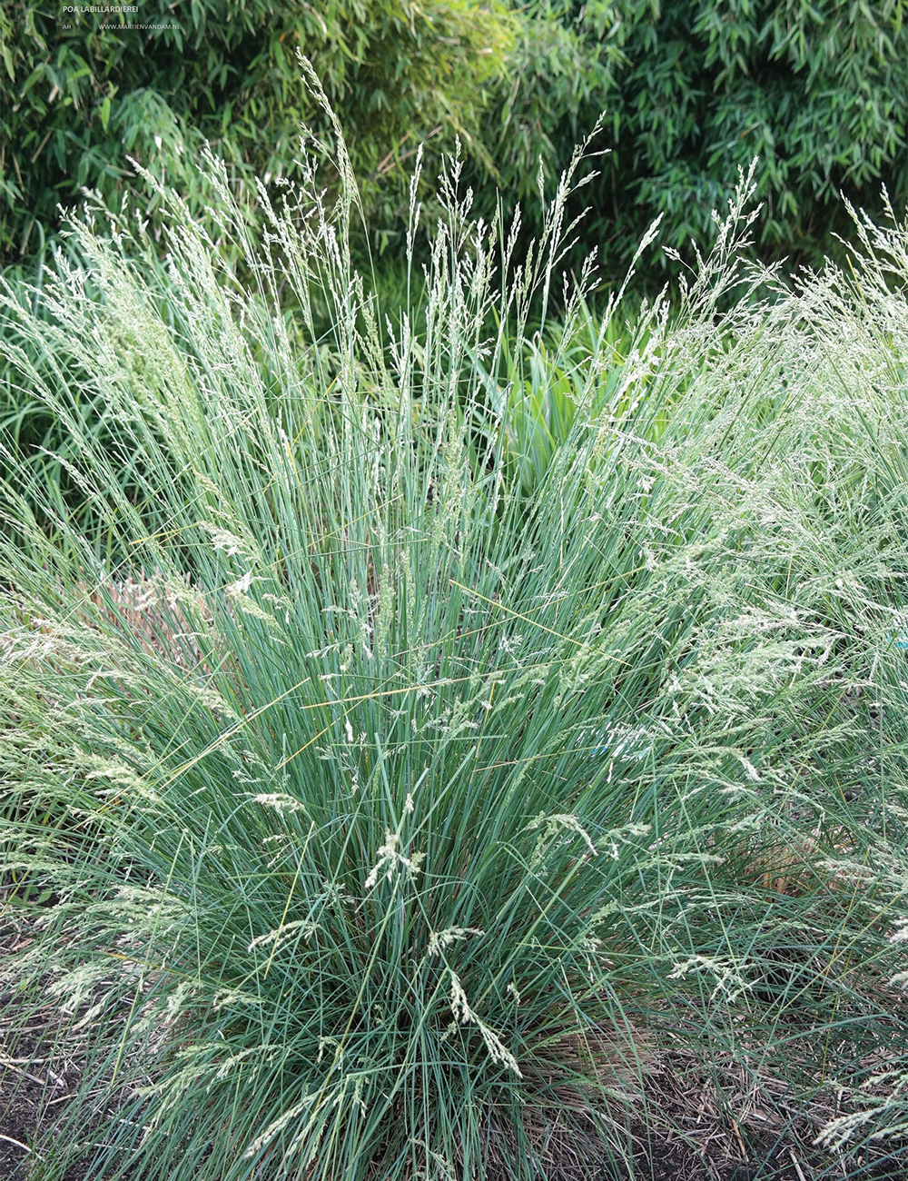 Poa 'Suggan Buggan'