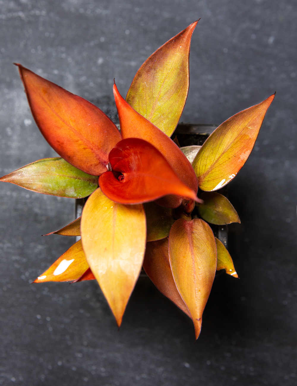 Philodendron 'Red Sun'