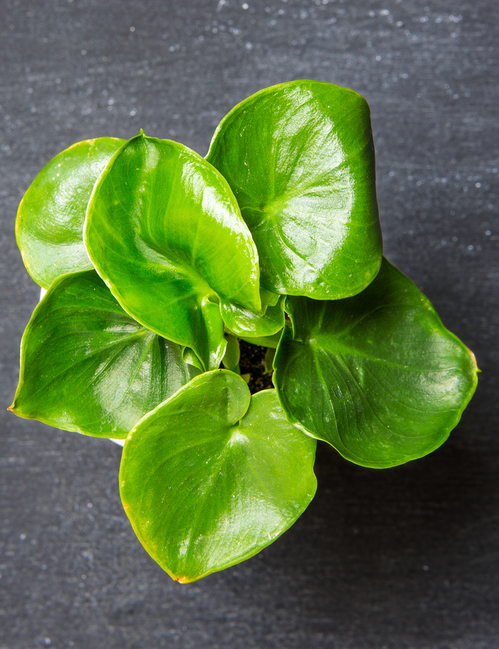 Philodendron 'Super Atom'