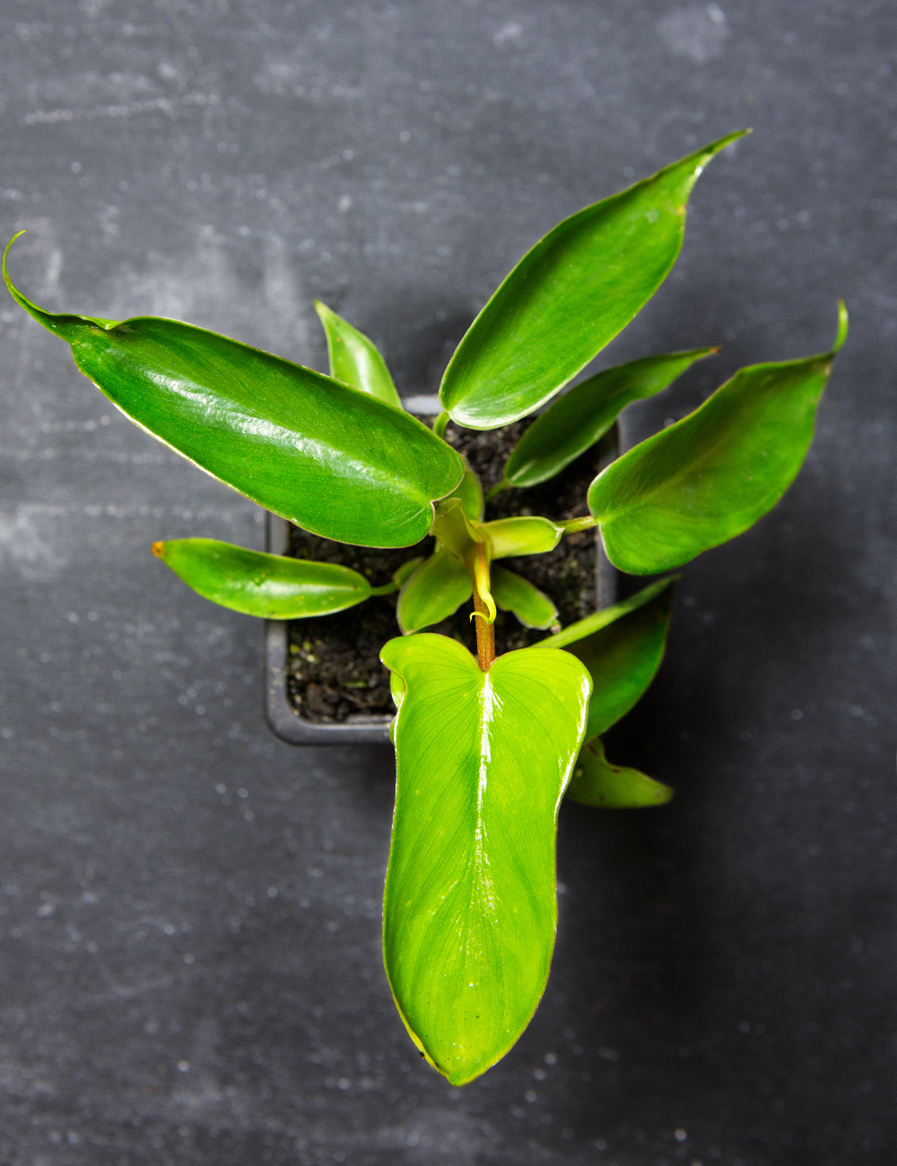 Philodendron 'Florida'