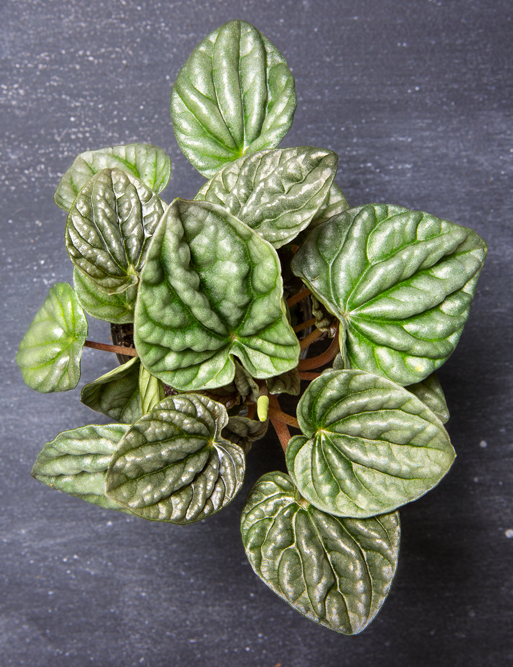 Peperomia Black