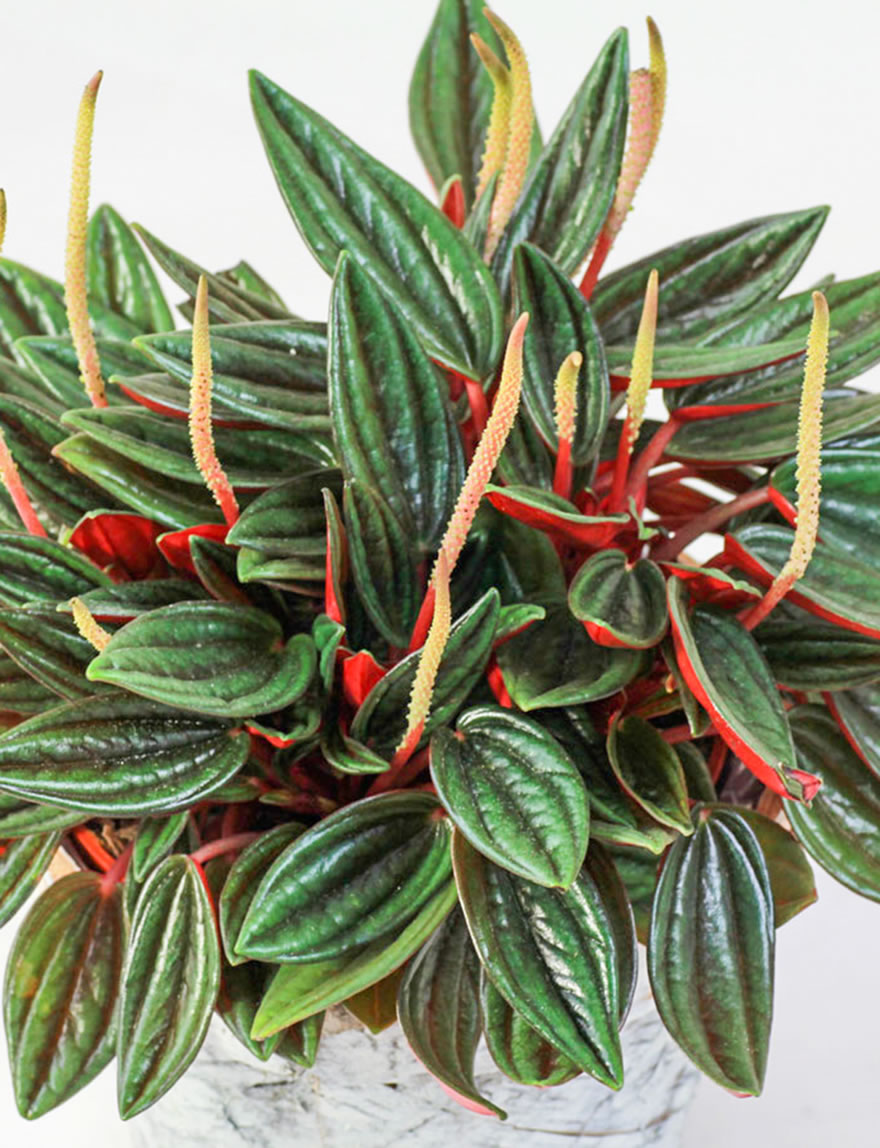 Peperomia Eden Rosso