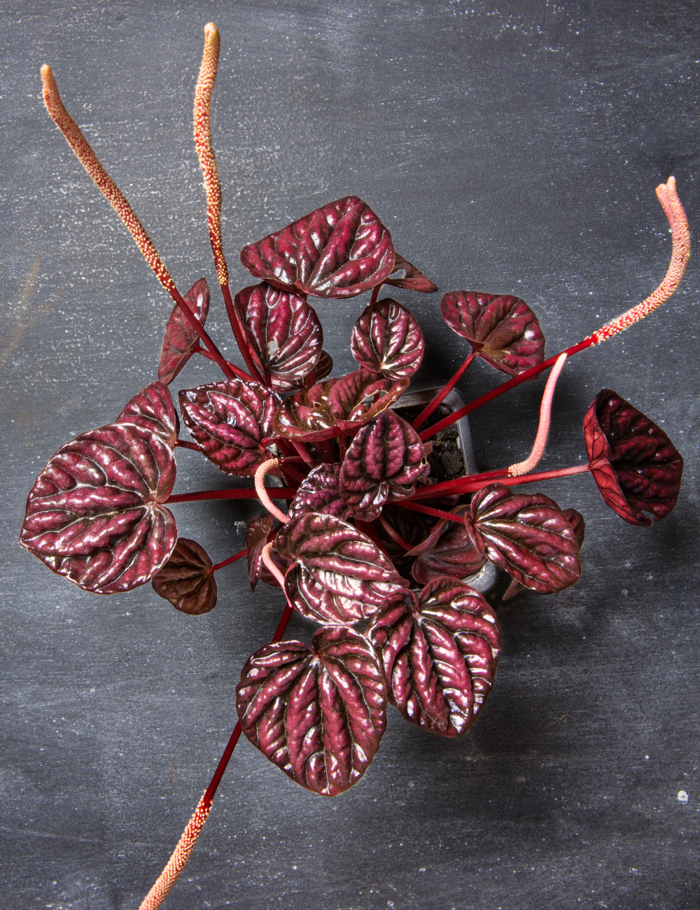 Peperomia 'Ruby Ripple'